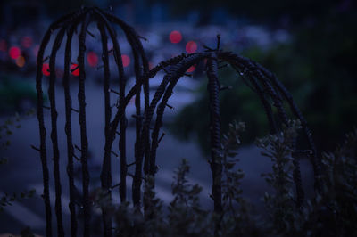 Close-up of frozen plants on land