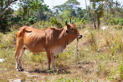 Cow in the non-urban scene