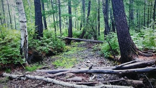 Trees in forest
