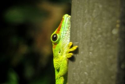 Close-up of lizard