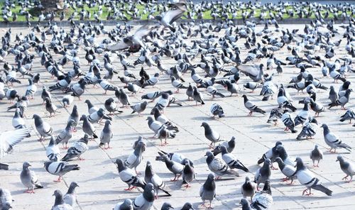 High angle view of pigeons on snow