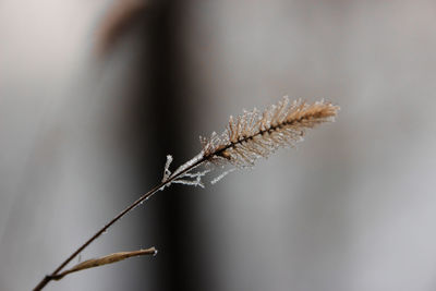 Close-up of caterpillar