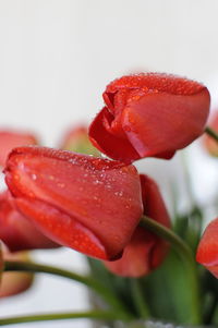 Close-up of wet red rose flower