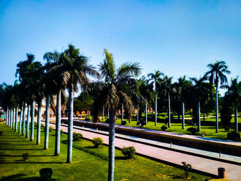 Palm trees on field against sky