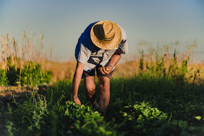 Unrecognizable aged male in casual clothes and straw hat picking ripe red strawberry while spending summer day in rural garden in countryside