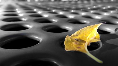 Full frame shot of yellow leaf