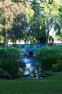 Trees in park