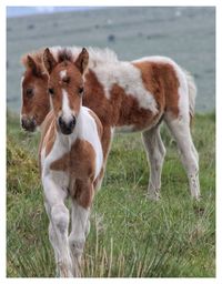 Sheep standing in a field
