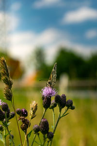 Close-up of butterfly pollinating on purple flower