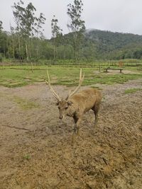 View of sheep on field