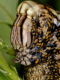 Close-up of butterfly on flower