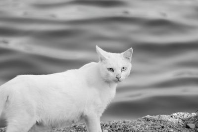 White cat against sea