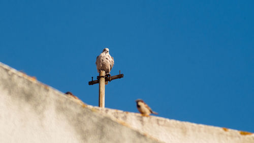 Low angle view of seagull perching on roof against clear sky