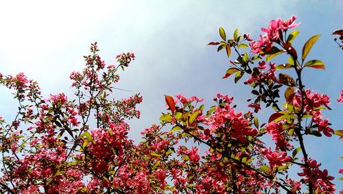 Low angle view of pink flowers