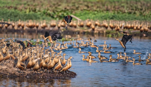 Flock of birds in lake