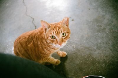 Portrait of ginger cat looking away