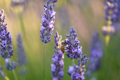 Close-up of purple flowers