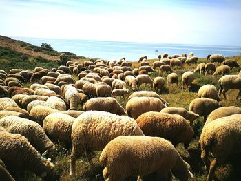 Flock of sheep on grass by sea against sky