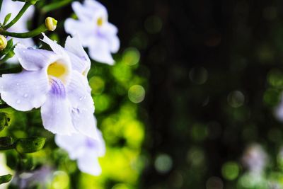 Close-up of purple flowering plant