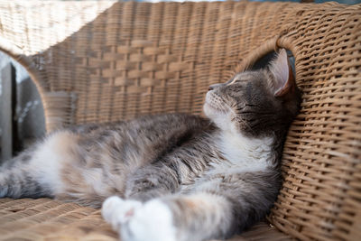 Close-up of cat sleeping