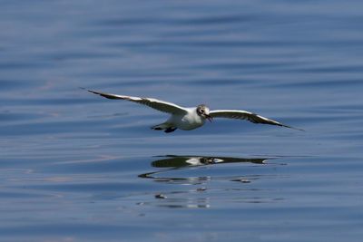 Bird flying over water