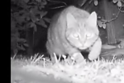 Close-up of cat on grass