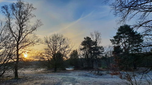 Bare trees on snow covered land during sunset