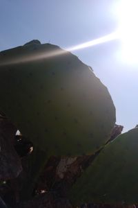 Low angle view of cactus on mountain against sky