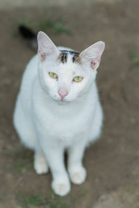 Close-up portrait of white cat