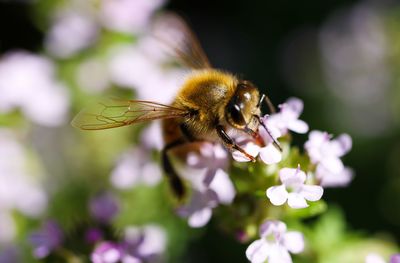 Close-up of bee on flower