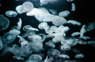 Close-up of jellyfish against black background