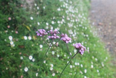 Close-up of pink flowering plant