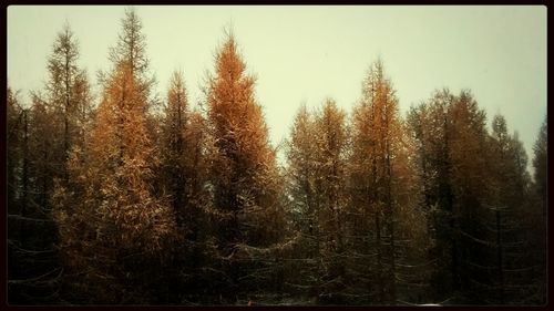 Close-up of trees against clear sky