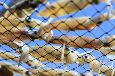 Close-up of chainlink fence in cage