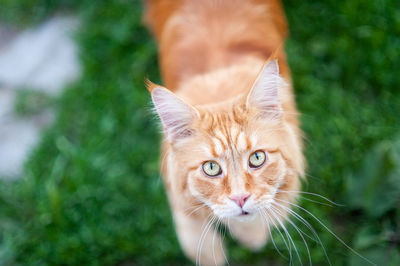 Close-up portrait of a cat