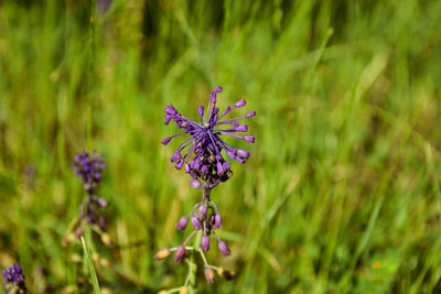 Close-up of purple flowering plant on field