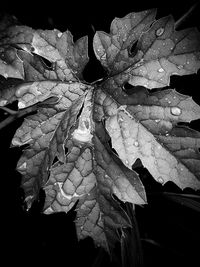 Close-up of leaf