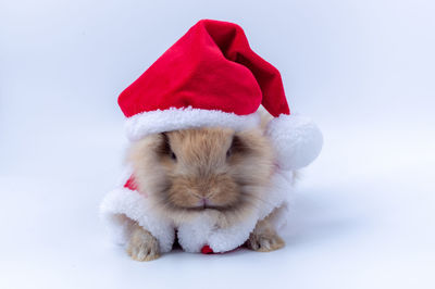 View of dog wearing hat against white background