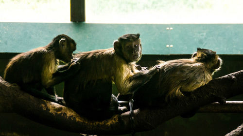Monkeys sitting on branch in zoo