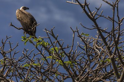 Low angle view of bird perching on branch