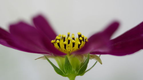 Close-up of yellow flower