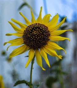 Close-up of sunflower