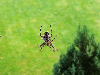 Close-up of spider and web against blurred background