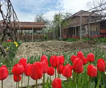 Close-up of red tulips blooming in field