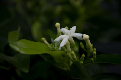 Close-up of white flower blooming outdoors