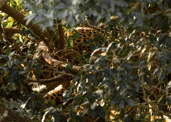 Close-up of lizard on tree