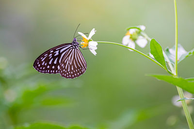 Butterfly pollinating flower