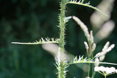 Close-up of lizard on plant