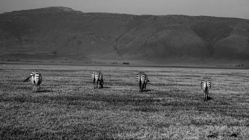 Zebras on landscape