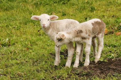 Portrait of sheep on grass